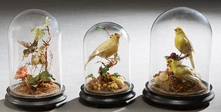 Three Victorian Taxidermied Bird Domes, 19th c., two with canaries, and one a hummingbird, H.- 9 1/2 in., Dia.- 6 1/2 in; H.- 10 in., Dia.- 6 in.; H.-