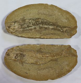 Split Fish Fossil