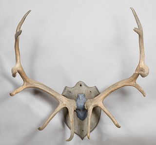 Large Pair of Rocky Mountain Elk Antlers, 20th c., 12 points, on a shield shaped wooden back plate, H.- 52 in., W.- 48 in., D.- 34 in.