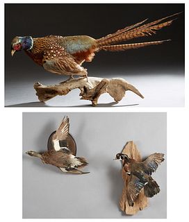 Three Taxidermied Birds, 20th c., consisting of a duck in flight, on an oval back plate; a Drake in flight, on a wooden branch; and a Ring Neck Pheasa