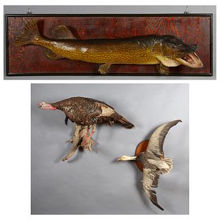 Three Taxidermied Pieces, 20th c., consisting of a goose in flight, on a wooden back plate; a wild turkey mounted on a tree branch; and a muskie fish 