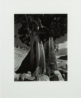 Edward Weston
(American, 1886-1958)
Juniper at Lake Tenaya, 1936 (printed later)