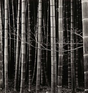 Brett Weston
(American, 1911-1993)
Bamboo Forest, 1970