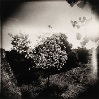 Arthur Lazar
(American, b. 1940)
Flowering Tree and Field, 2001