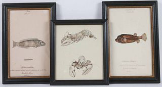 Two William Goodall Watercolor Studies of Fish