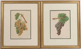 Two Framed Prints of Grapes