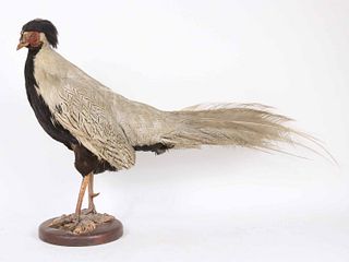 Taxidermy Pheasant/Game Bird