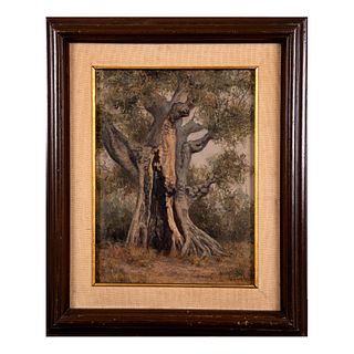 GUSTAVO VALENZUELA Vista de árbol Firmado y fechado 77 al frente Óleo sobre tabla Enmarcado 49 x 39 cm