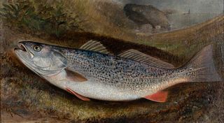 Samuel A. Kilbourne (1836-1881) Grey Trout, or Weakfish