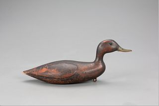 Swimming Black Duck Decoy, Franklin Pierce Wright (1854-1939)