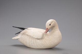 Preening Snow Goose, The Ward Brothers