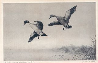Roland H. Clark (1874-1957) Duck Stamp Design
