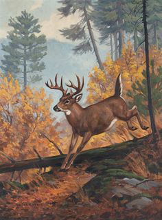 Walter A. Weber (1906-1979) White Tail Deer