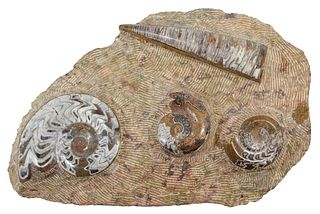 Orthoceras and Ammonite Fossils on a Matrix Plate