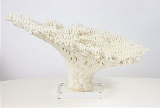 Large Coral Grouping on Lucite Base