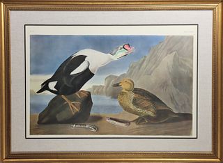Audubon Print of King Eider Duck