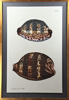 Coastal Clam Shell Print