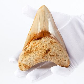 Large Megalodon Tooth Fossil - Robust Root