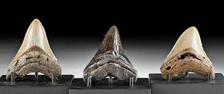 Lot of 3 Fossilized Megalodon Teeth