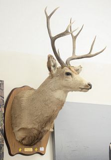 Taxidermy Ten Point Buck Mount
height 45 inches