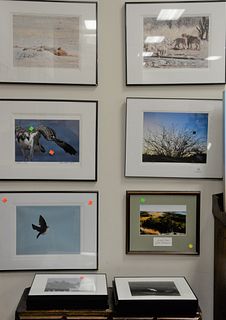 Group of Approximately Forty Wildlife Photographs by Diana Atwood Johnson
mostly due copier and digital pigment prints, some framed, some matted and n