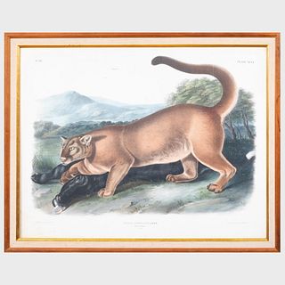 After John James Audubon (1785-1851): The Cougar, from Quadrupeds of North America