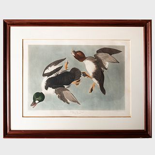 After John James Audubon (1785-1851): Golden-Eye Duck
