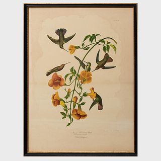 After John James Audubon (1785-1851): Rose-breasted Grosbeak;  Yellow-breasted Chat; Grafs Finch; and Mango Humming Bird