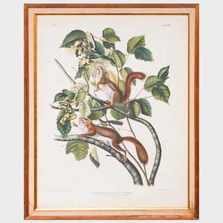 After John James Audubon (1785-1851): Hudson's Bay Squirrel Chickaree Red Squirrel, from Quadrupeds of North America