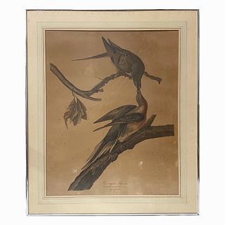 Audubon Havell Birds of America Engraving Print
