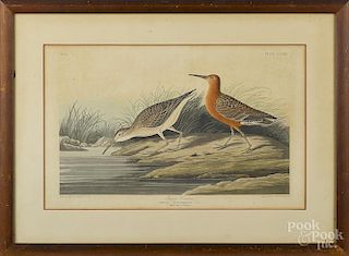 After John James Audubon, hand colored aquatint, titled Pygmy Curlew, printed 1835, by R. Havell