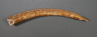 Fossil Walrus Ivory Tusk