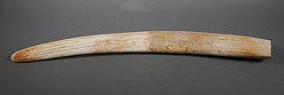 Fossil Walrus Ivory Tusk