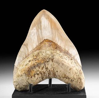 Massive Fossilized Megalodon Tooth