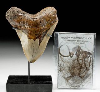 Fossilized Megalodon Tooth & Wooly Mammoth Hair