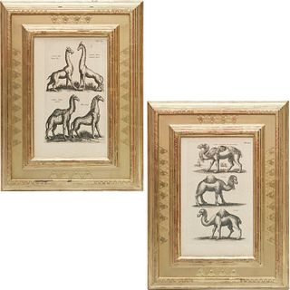 Historia Naturalis, pair framed engravings