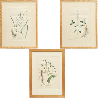Genevieve de Nangis-Regnault, (3) botanical prints