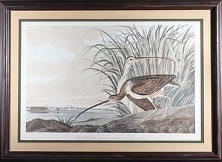 Audubon Havell, Long-Billed Curlew (Plate CCXXXI)