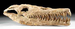 Amazing Late Cretaceous Fossilized Mosasaur Skull