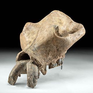 SE Asian Fossilized Hippo Skull Hexaprotodon Sivalensis