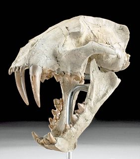 Fossilized Sabertooth Dinictis Skull White River