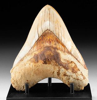 Beautiful Fossilized Megalodon Tooth