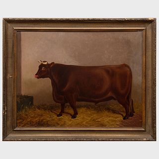 Colin Grange: Portraits of Prized Cows: A Pair