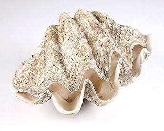 Two South Sea giant clam shell halves