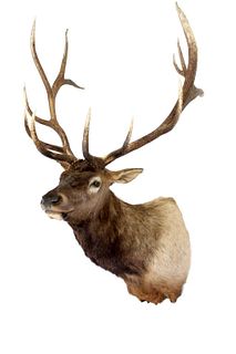 Montana Rocky Mountain 6x7 Trophy Elk Mount