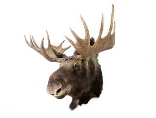 Montana Trophy Shiras Moose Shoulder Mount