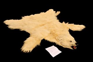 Excellent Alaska Polar Bear Taxidermy Hide Rug
