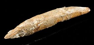 Prehistoric Cretaceous Fossilized Fish w/ Crystals
