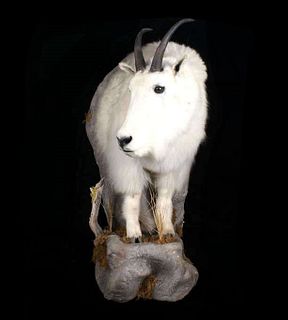 Mountain Goat Trophy Taxidermy Wall Display Mount