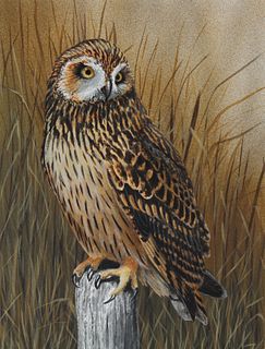 H. Douglas Pratt (B. 1944) "Short-eared Owl"